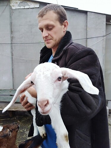 628966336_1_1000x700_6875-zaano-nubiyskaya-kozochka-krivoy-rog_rev002