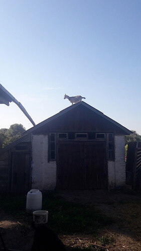IMG-82ad955b45ff72fae319417c5c53d4c8-V