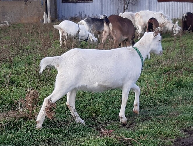 Лира 20211201_140304