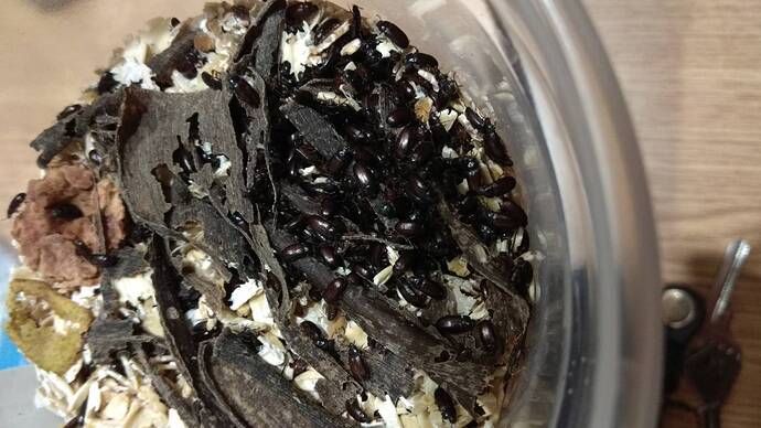 0-02-05-2e3ac0fa6527fa68d705132e3d22aaeeebea7db4788fd7c5edeadb207738b336_1a10aef0