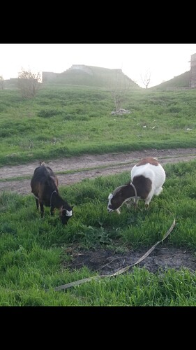 Screenshot_20190422-193650