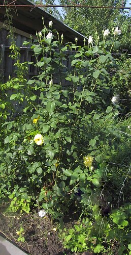 IMG_7729коп