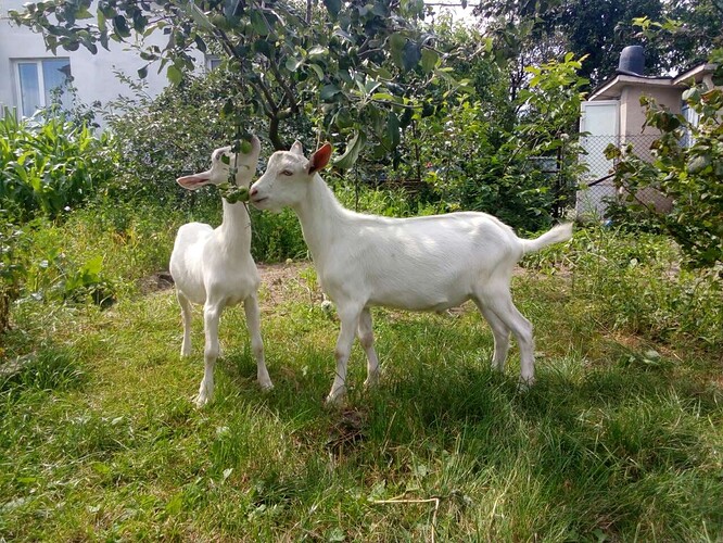 36959227_1858209360932648_3795526847890980864_n