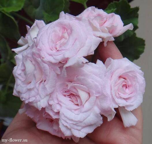 Rococo