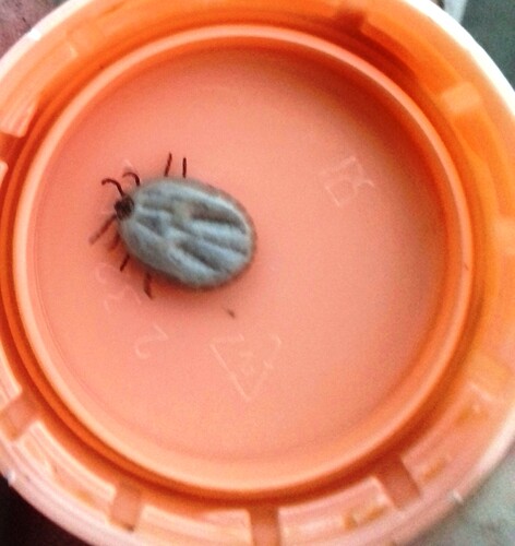 IMG-59e7e9f8722f3438e6345ff7a3d35d7d-V