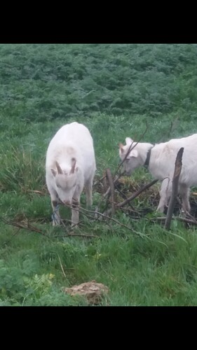 Screenshot_20190416-202111