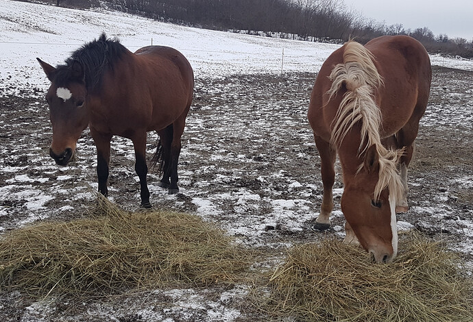 %D0%A4%D0%BE%D1%82%D0%BE%D1%80%D0%B5%D0%B4%D0%B0%D0%BA%D1%82%D0%BE%D1%80_OEvEwq