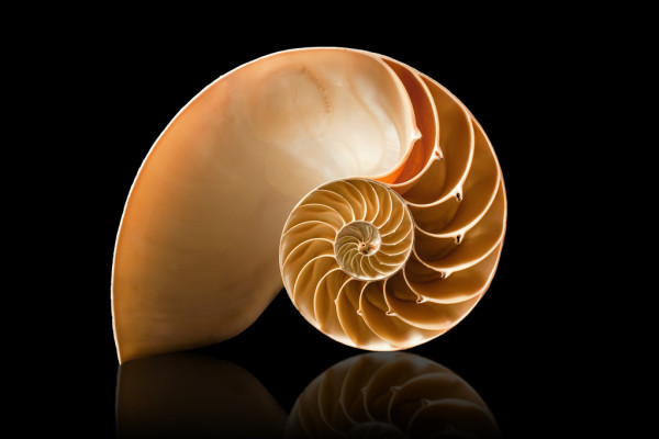 depositphotos_4139166-stock-photo-nautilus-shell-on-black-background