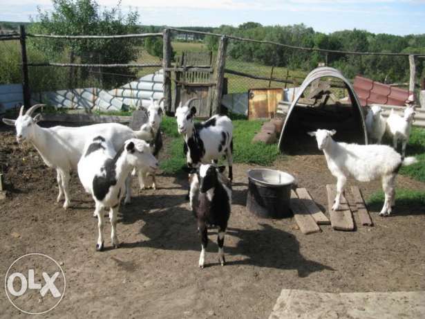 198032987_4_644x461_uhozhennye-kozochki-srochno-zhivotnye_rev006