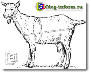 Определение живой массы коз