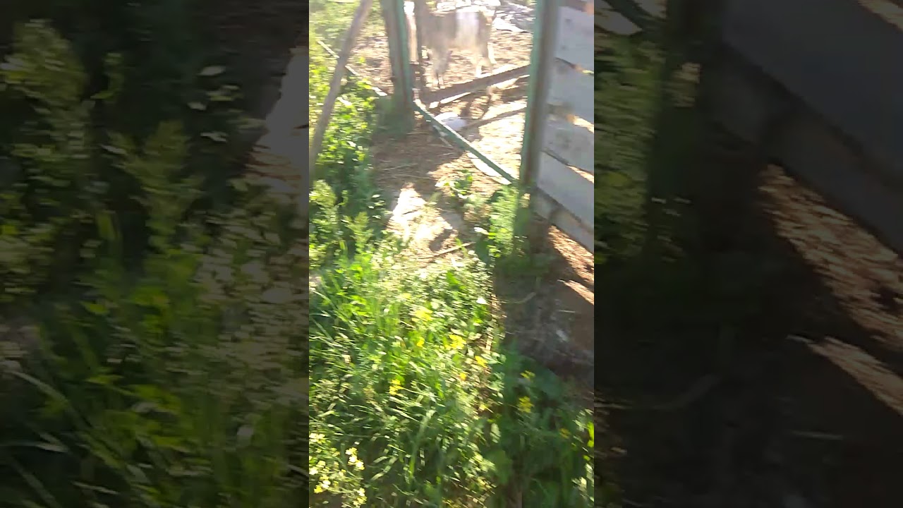 Діти Грека