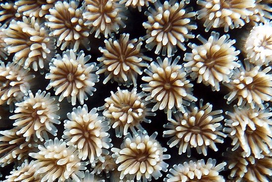 coral-closeup