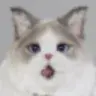:psycat_wow: