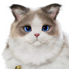 :psycat_smile: