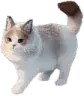 :psycat_standing: