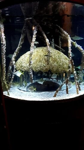6877484--803225--mangrove.jpg
