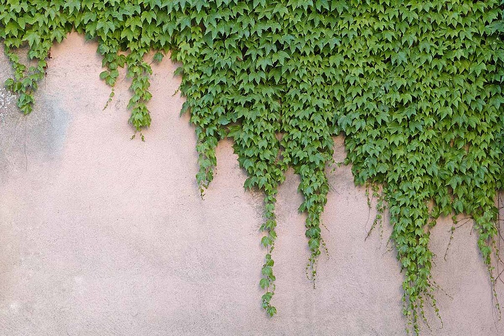 Creating Ivy that climbs down a wall SpeedTree Unity Discussions